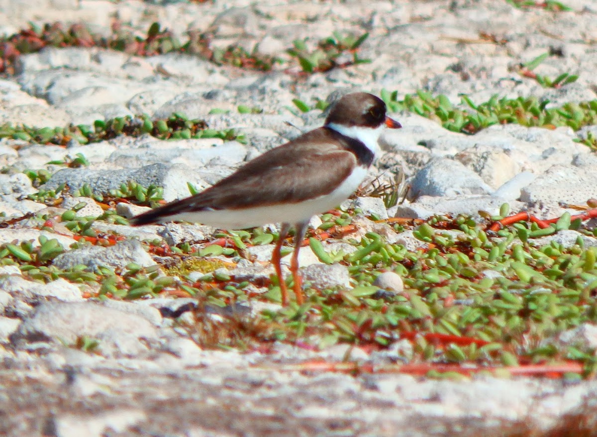 Semipalmated plover