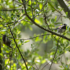 Chestnut-Backed Chickadee