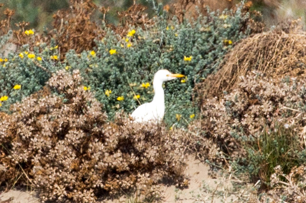 Cattle Egret; Garcilla Bueyera