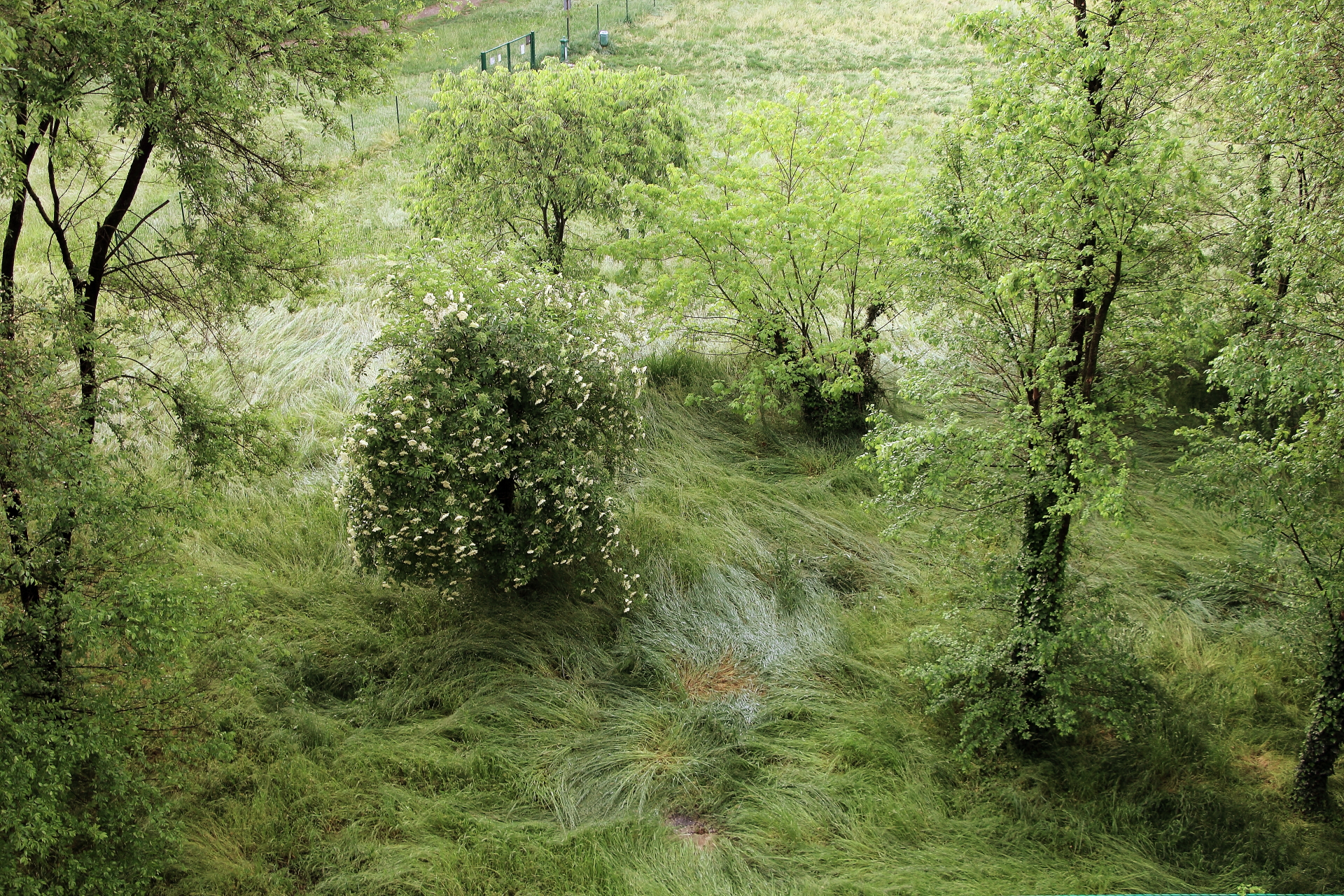 Com'era verde la mia valle di AlessandroDM