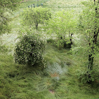 Com'era verde la mia valle di 