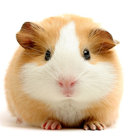 Guinea Pig Wallpapers