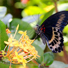 Blue Mormon