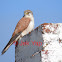 Australian Kestrel