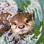 Otter HD Wallpapers New Tab