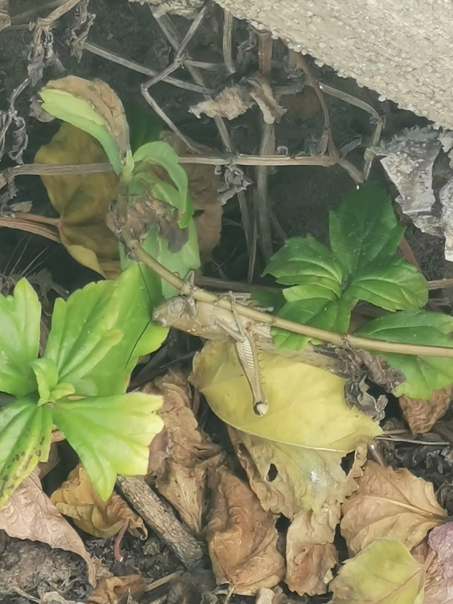 Australian Giant Grasshopper