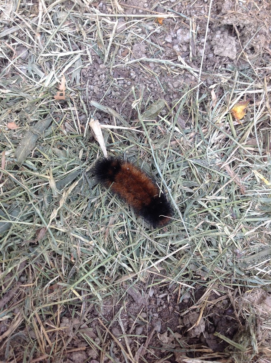 Woolly Bear Catepillar