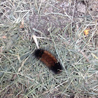 Woolly Bear Catepillar