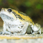 Banded Bull Frog