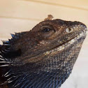 Bearded dragon