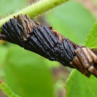 Bag moth worm case