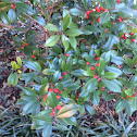 American Holly