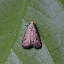 Erebid Moth