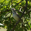 Lark Sparrow