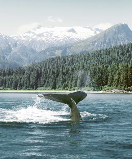 Whale-Tail-in-Alaska.jpg - Whale watching is one of the many activities guests can enjoy on an American Cruise Lines sailing in Alaska and the Pacific Northwest.