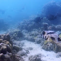 The black-blotched porcupinefish