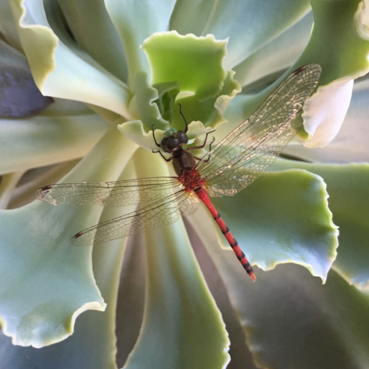 Blue-faced Meadowhawk