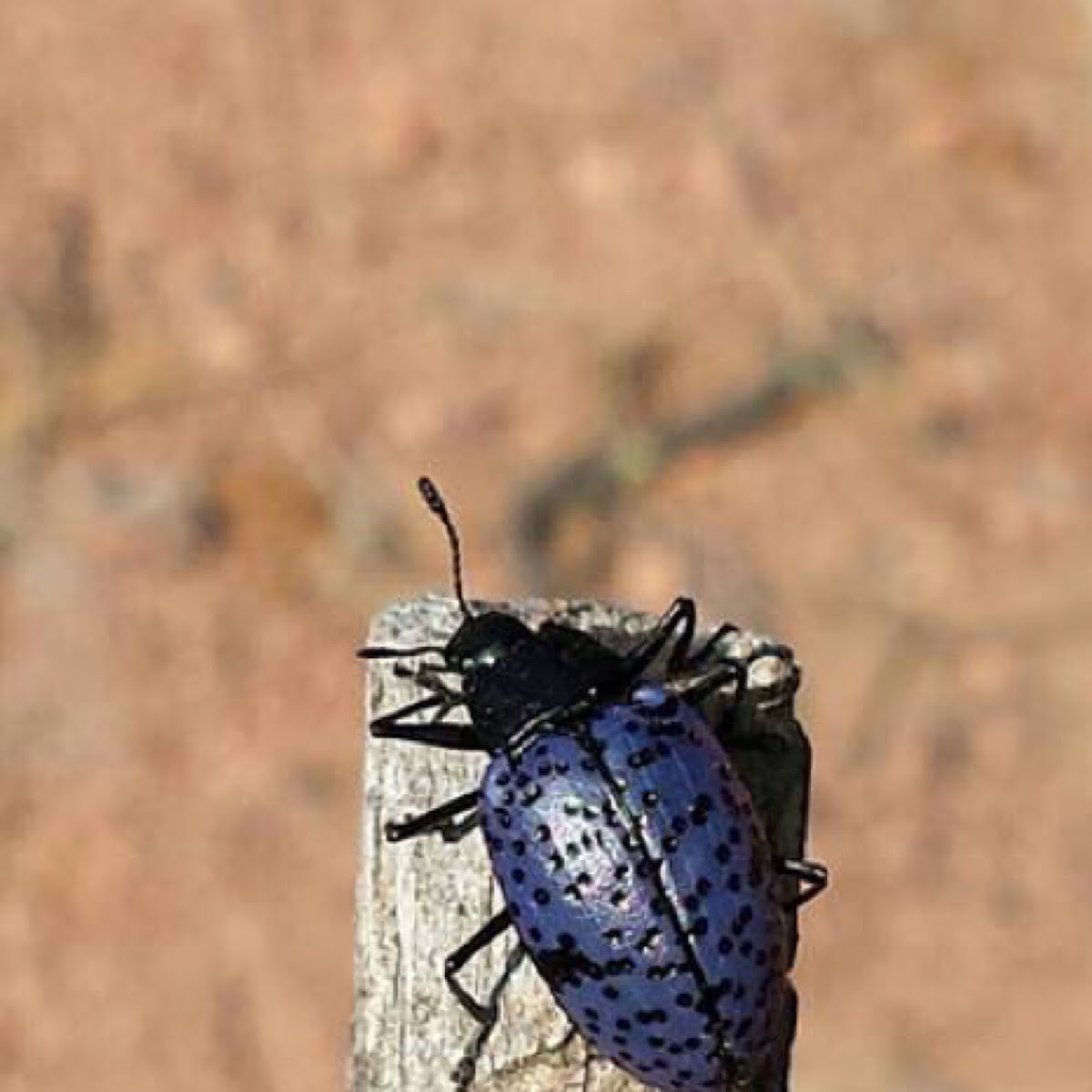 Fungus Beetle