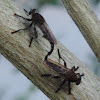 Robber Flies mating