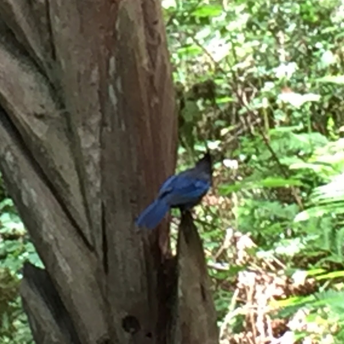 Steller's Jay