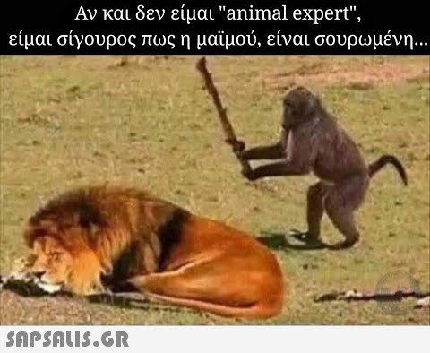 Αν και δεν είμαι animal expert, είμαι σίγουρος πως η μαϊμού είναι σουρωμένη