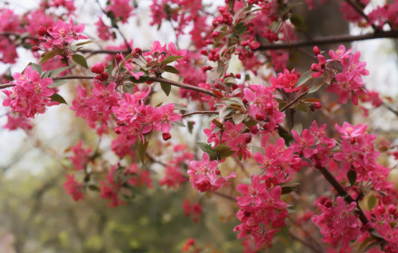 Flower tree small promo image