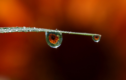 Water drops on leaves small promo image