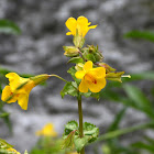 Seep monkeyflower