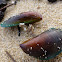 Green lipped mussel