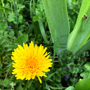 Dandelion