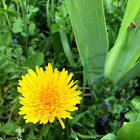 Dandelion