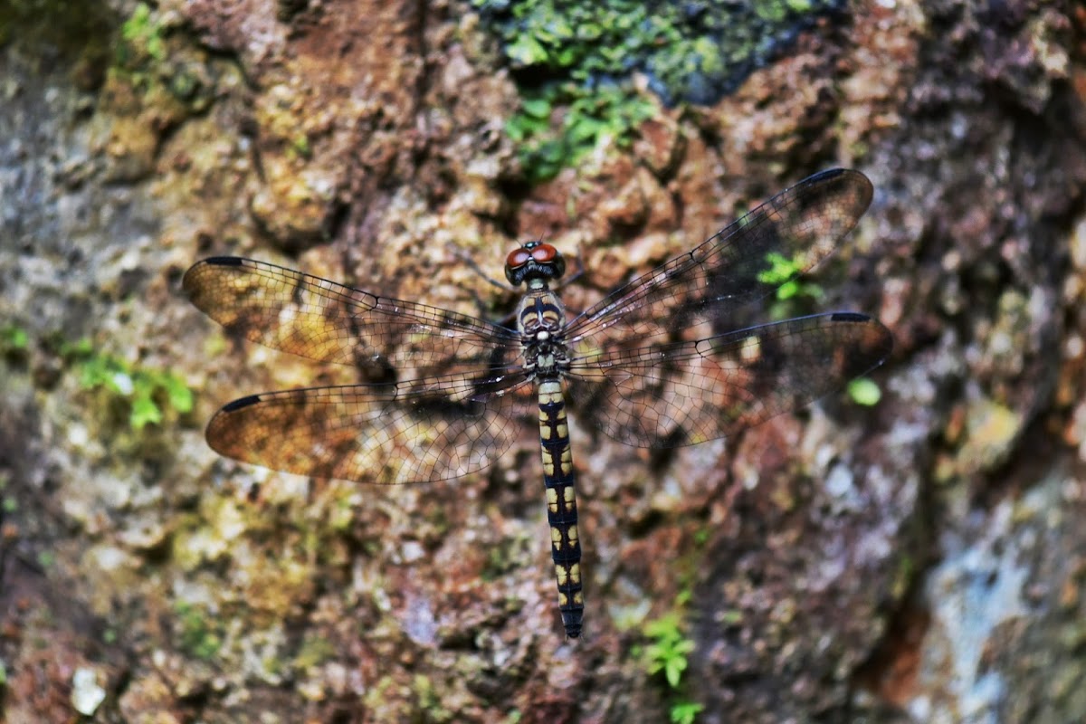 Tree Percher (Female)