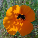 Yellow-faced bumble bee