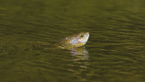 Walleye on Handcrafted Lures thumbnail