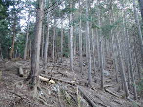 尾根の様子