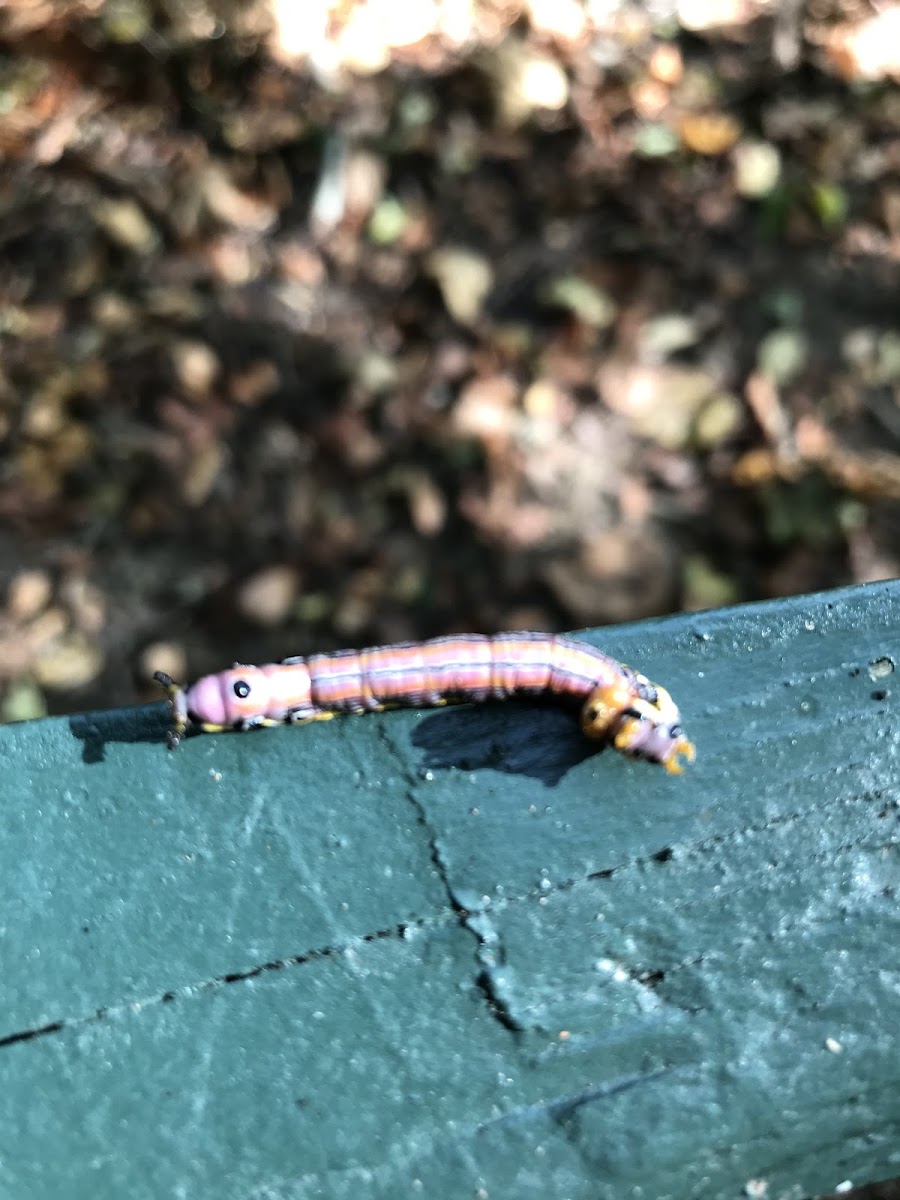 Black Spotted Prominent