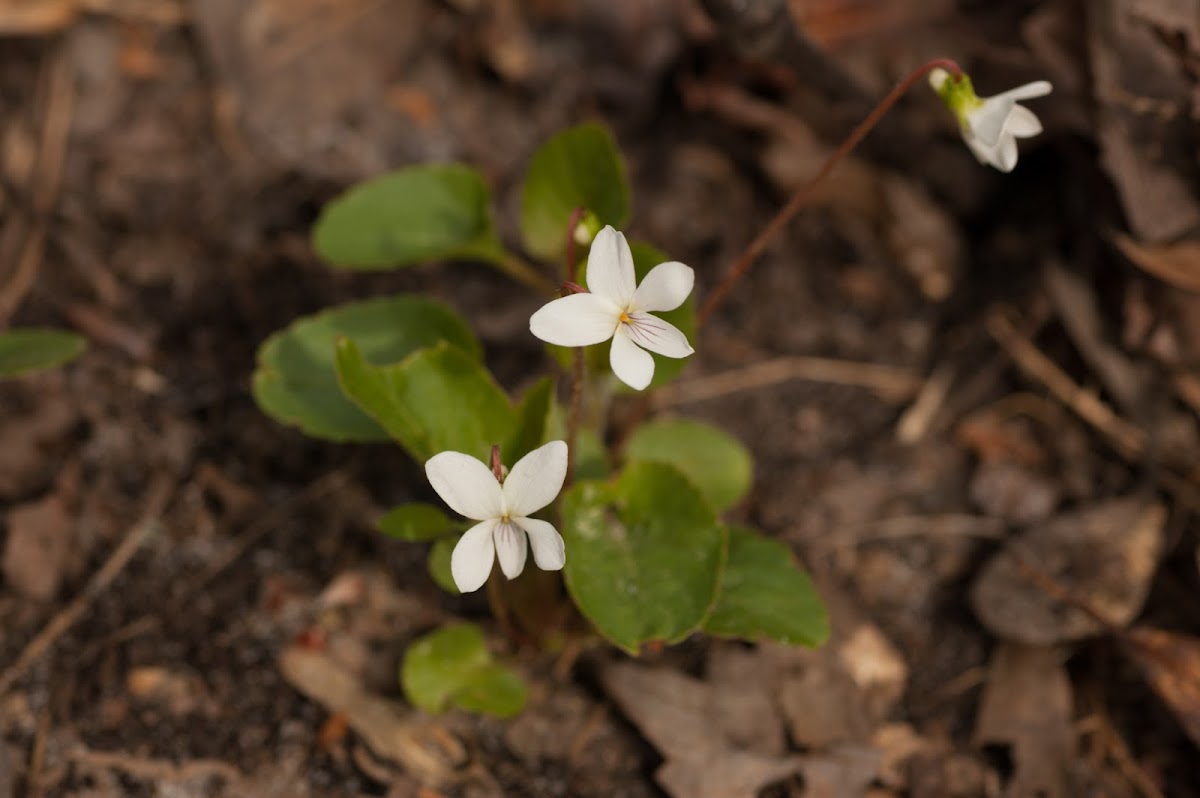 Primrose-leaved Violet