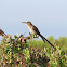 Double Collared sunbird