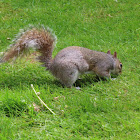 Grey Squirrel