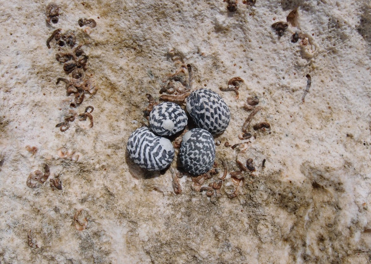 Checkered nerite