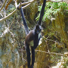 Mexican Spider Monkey