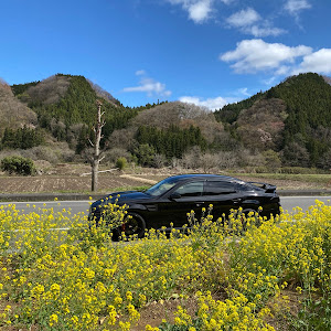 フーガ Y51型
