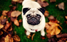 Cute Pugs HD Wallpapers Dogs Puppies Theme small promo image