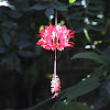 Fringed Hibiscus