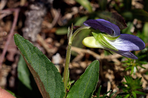 Viola lactea