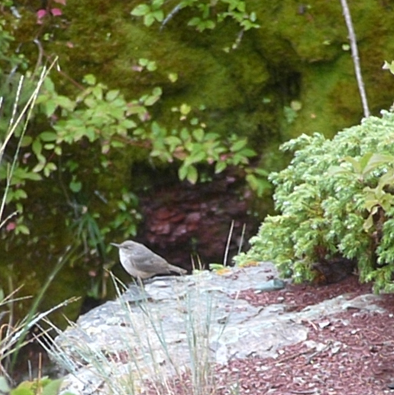 Rock Wren