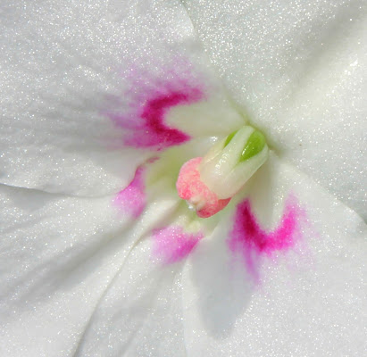 la parte femminile di un fiore di MaxFelice