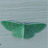 Wavy-Lined Emerald Moth