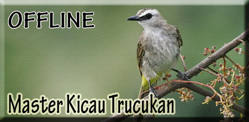 Terkeren 15 Gambar Burung Trucuk Gani Gambar