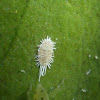 Mealybug